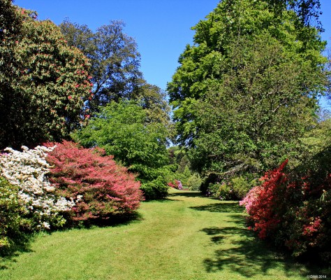 Castle Kennedy Gardens 2012
[url=http://streetmap.co.uk/map.srf?X=211067&Y=561145&A=Y&Z=115/] Map location. [/url]
