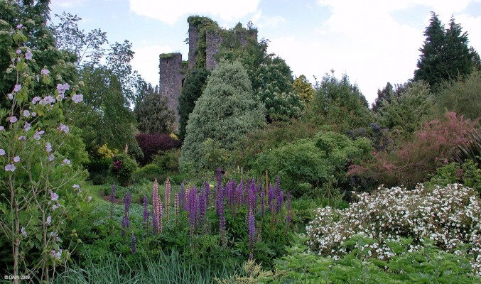 Castle Kennedy Gardens, near Stranraer
[url=http://www.castlekennedygardens.co.uk/]Castle Kennedy Gardens[/url] are open to the public from April till September and well worth a visit, especially in early summer when the rhododendron and Azalea are in bloom.  The garden extends to some 30 hectares.  In the background the ruins of the 14th century castle can be seen. [url=http://www.streetmap.co.uk/streetmap.dll?G2M?X=211095&Y=560915&A=Y&Z=3/]Map location[/url]
