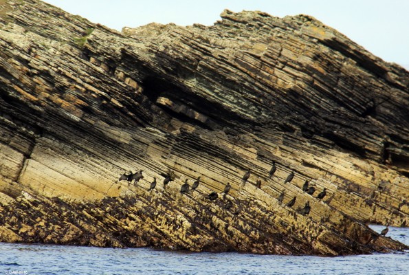 Cormorants, Isle of Stroma
[url=http://streetmap.co.uk/map.srf?X=335734&Y=976172&A=Y&Z=120/] Map location. [/url]

