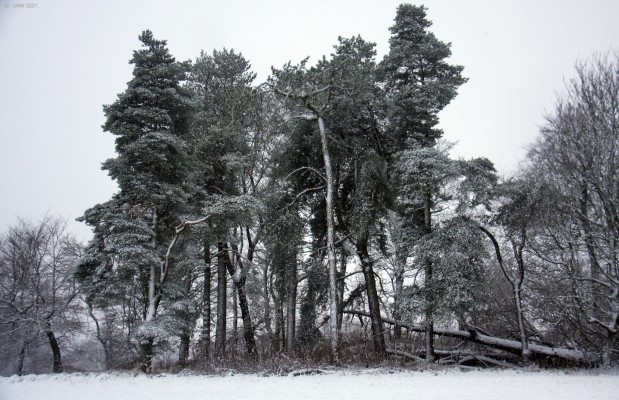 Cowden Hall grounds, winter
[url=http://streetmap.co.uk/map?X=246880&Y=656978&A=Y&Z=115/] Map location. [/url]
