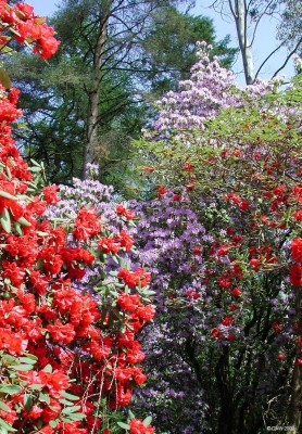 Crarae Gardens, Loch Fyne
Spring colour at Crarae Gardens, Loch Fyne.  [url=http://www.streetmap.co.uk/map.srf?X=198500&Y=697500&A=Y&Z=120/] Map location. [/url]
