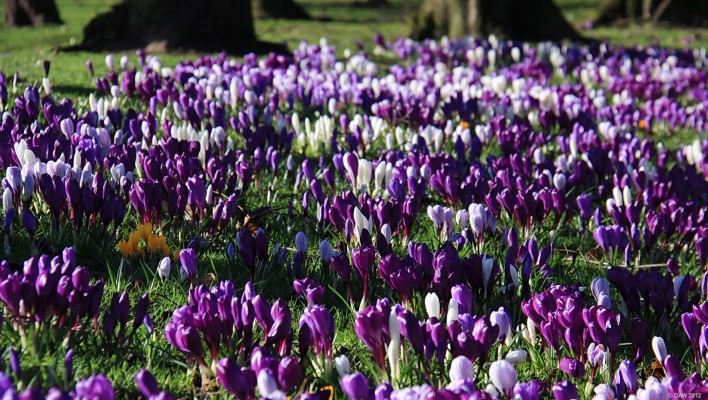 Crocus, Cowan Park, Barrhead
[url=http://www.streetmap.co.uk/map.srf?X=250873&Y=659282&A=Y&Z=115/] Map location. [/url]
