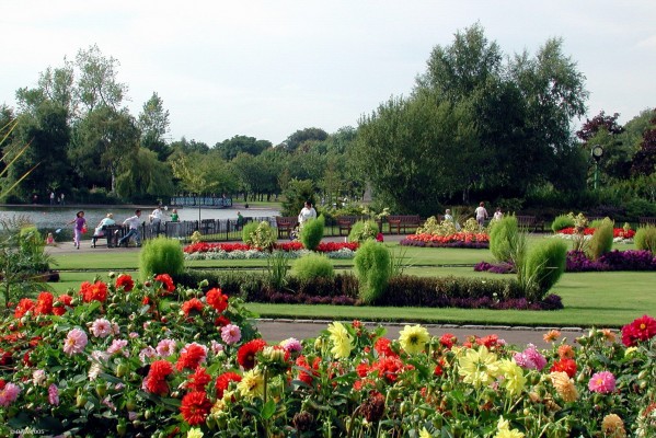 Dahlia at Victoria Park, Glasgow
