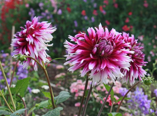 Dahlia, Gordon Castle Walled Garden, Fochabers, 2018
[url=http://streetmap.co.uk/map?X=334810&Y=859090&A=Y&Z=115/] Map location. [/url]
