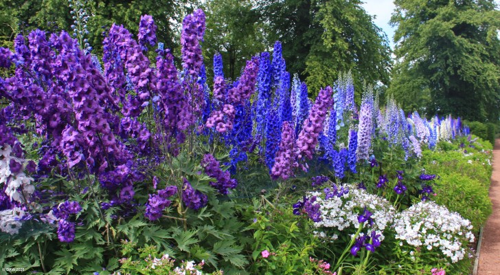 The Delphinium Border, Dumfries House
[url=http://streetmap.co.uk/map?X=253432&Y=620868&A=Y&Z=115/] Map location. [/url]

