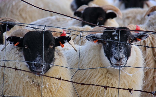 Don't fence me in
Cold sheep near Harelaw Dam, 2010. [url=http://www.streetmap.co.uk/map.srf?X=247100&Y=653545&A=Y&Z=120/] Map location. [/url]
