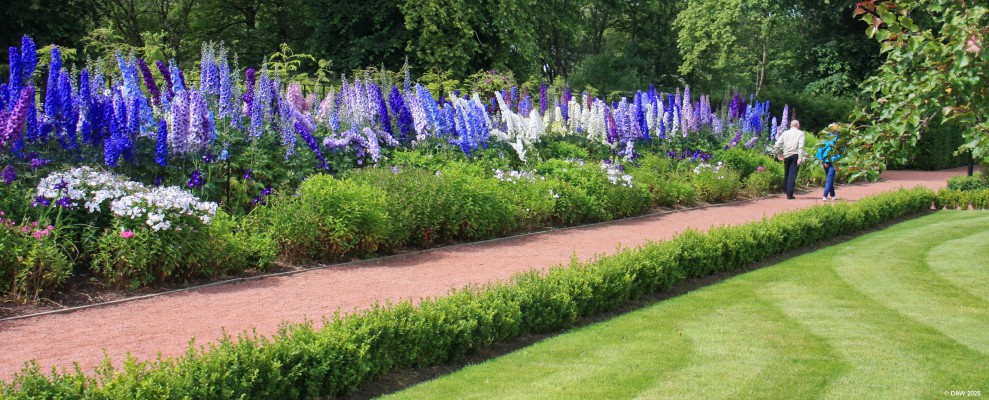 Delphinium, Walled Garden, Dumfries House
If you time a visit to the walled garden around July you will see this spectacular display of Delphinium. [url=http://streetmap.co.uk/map?X=253462&Y=620845&A=Y&Z=115/] Map location. [/url]
