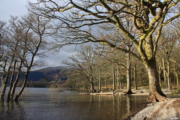 Loch Lomond, winter
Looking out from the East shore of Loch Lomond near Sallochy Wood in winter. [url=http://streetmap.co.uk/map.srf?X=237997&Y=695744&A=Y&Z=115/] Map location. [/url]
