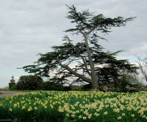 Spring at Finlaystone Estate, Langbank
