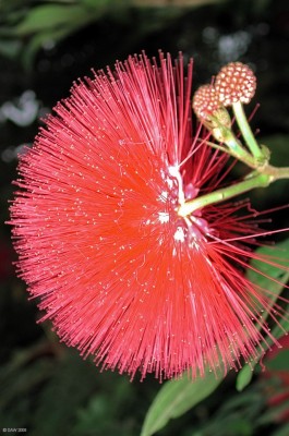 Glasgow Botanic Garden
The flash has made this flower look a bit like one of those fibre optic ornaments, but its real, honest.

