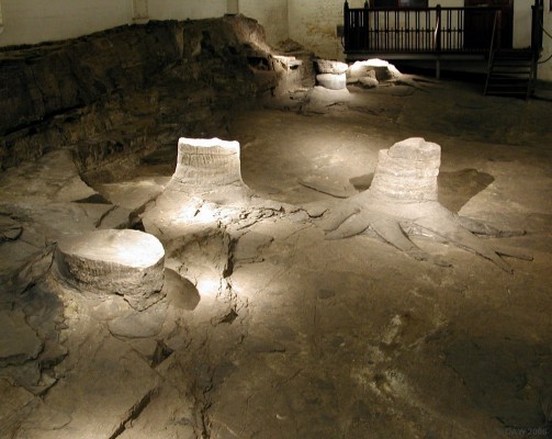 Fossil Grove, Victoria Park, Glasgow
Glasgow's most ancient attraction.  These are the 300 million year old fossilised remains of an extinct plant called giant clubmoss.  They were discovered in 1887 when a quarry was being landscaped as part of the creation of Victoria Park.  A building was erected over them and they have become a favourite attraction ever since.  They can be viewed free of charge from April to September. [url=http://www.glasgowmuseums.com/venue/visiting_us.cfm?venueid=2]Opening times[/url]
