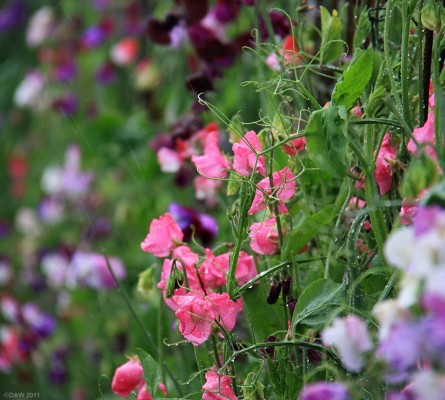 Castle of Mey Gardens
Sweet Peas in the walled garden at Castle of Mey.  The garden merits more than this one photo but in driving rain one tends not to linger long outside. [url=http://www.streetmap.co.uk/map.srf?X=328930&Y=973884&A=Y&Z=115/] Map location. [/url]
