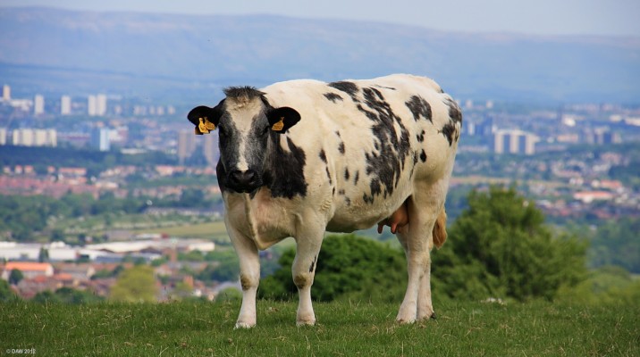 Grazing with a view, Dyke Hill
[url=http://www.streetmap.co.uk/map.srf?X=248827&Y=656237&A=Y&Z=115/] Map location. [/url]
