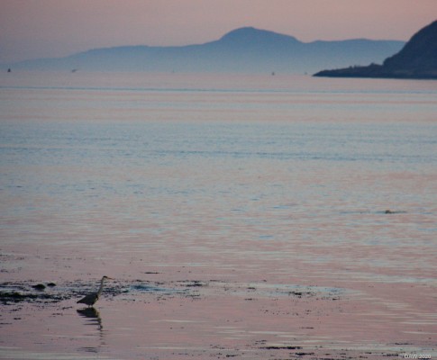 Heron, Largs 
