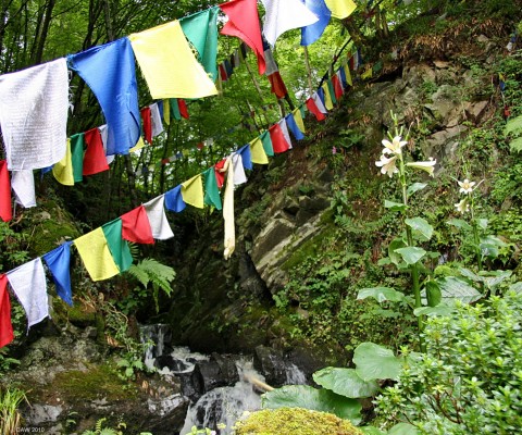 Giant Lilles and prayer flags, Craigieburn Garden
[url=http://www.craigieburngarden.com/]Craigieburn Garden [/url] near Moffat, an interesting combination of traditional and Himalayan planting.  On the right are giant Lillies, normally at home in the high peaks of Himalya.  Buddhist Prayer flags add colour to a shaded corner of the garden.
