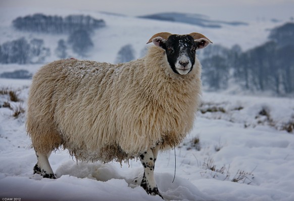 Keep smiling
It looks a bit like this sheep is smiling, maybe its a grimace. [url=http://www.streetmap.co.uk/map.srf?X=247114&Y=653599&A=Y&Z=115/] Map location. [/url]
