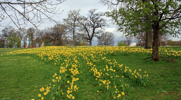 Kings Park, Glasgow
Spring daffodils at Kings Park, Glasgow.  The Park was donated to Glasgow Corporation in 1930 at the time when there area around was being developed for housing. [url=http://streetmap.co.uk/map?X=259515&Y=660184&A=Y&Z=115/] Map location. [/url]
