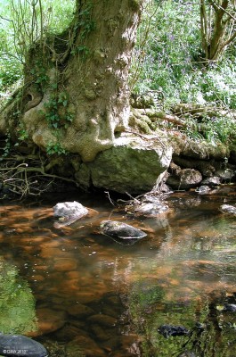 Levern Water, Midgehole Glen
A tree clings on to the edge of the bank of Levern water in Midgehole Glen [url=http://www.streetmap.co.uk/map.srf?X=246722&Y=656122&A=Y&Z=115/] Mapp location. [/url]
