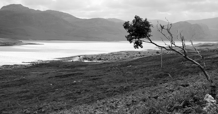 Loch Eriboll
This tree seems to be struggling against the elements  on the wind swept hills around Loch Eriboll in Sutherland.  [url=http://www.streetmap.co.uk/map.srf?X=241059&Y=958425&A=Y&Z=120/] Map location. [/url]
