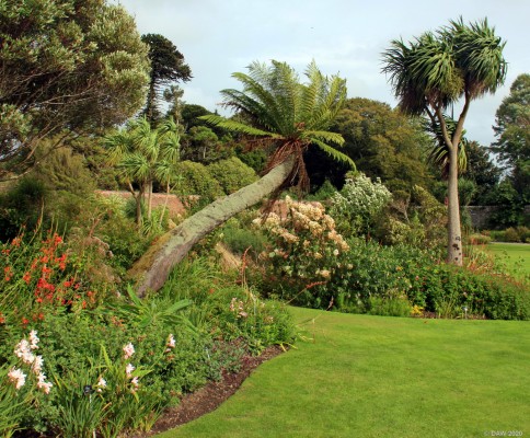Logan Botanical Garden, Mull of Galloway
A blustery late September day at Logan Gardens. [url=http://streetmap.co.uk/map.srf?X=209635&Y=542658&A=Y&Z=115/] Map location. [/url]
