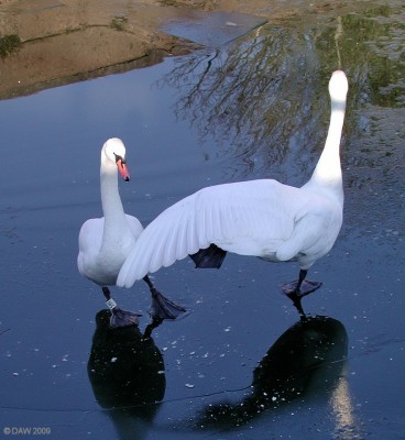 Look, only one leg...... and wing
Swans on ice on the Forth and Clyde Canal at Bowling.  [url=http://www.streetmap.co.uk/map.srf?X=245160&Y=673557&A=Y&Z=115/] Map location. [/url]
