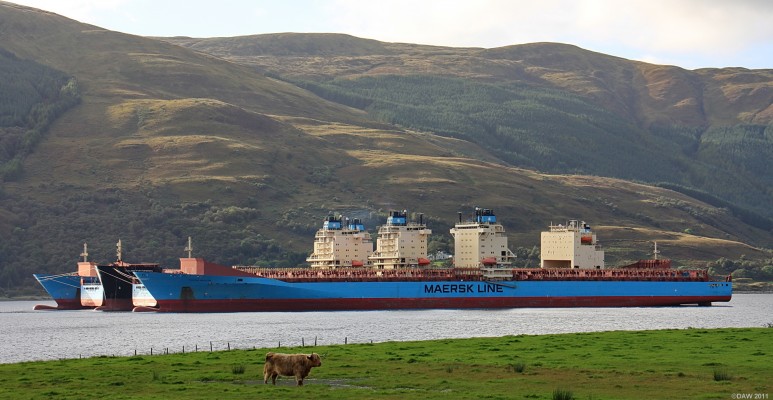 Maersk Line grave yard, Loch Striven 2009
This solitary Highland cow seems to be standing guard over some 250,000 tons of Maersk Line Container ships surplus to requirements after the Global downturn in 2008. They are, Maersk Boston, Bentonville, Beaumont, Baltimore and Sealand Performance. [url=http://www.streetmap.co.uk/map.srf?X=209072&Y=675355&A=Y&Z=120/] Map location. [/url]
