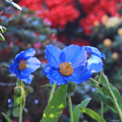 Mecanopsis, Branklyn Garden, Perth
[url=http://streetmap.co.uk/map?X=312456&Y=722910&A=Y&Z=110/] Map location. [/url]
