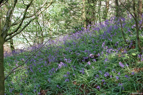 Midgehole Glen, spring
Bluebells on the banks of Midgehole Glen.  [url=http://www.streetmap.co.uk/map.srf?X=246670&Y=656020&A=Y&Z=115/] Map location. [/url]
