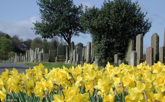 Neilston Cemetery, Barrhead
Neilston Cemetery, Barrhead.  Built in the 1870's since most Church graveyards were running out of space.  You may think it odd that it is called Neilston Cemetery since it is actually closer to Barrhead and Gateside.  But you have to remember that both of those places were within the Parish of Neilston.  The cemetery is still in use today and has been expanded to the next field in recent years.  [url=http://www.streetmap.co.uk/map.srf?X=249062&Y=658172&A=Y&Z=115/] Map location. [/url]

