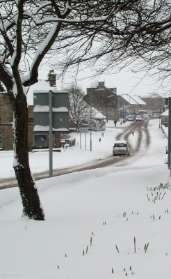Looking along Neilston Main Street from Kirk Glebe
The Daffodils that are just showing above the snow will have to wait another week for milder weather.
