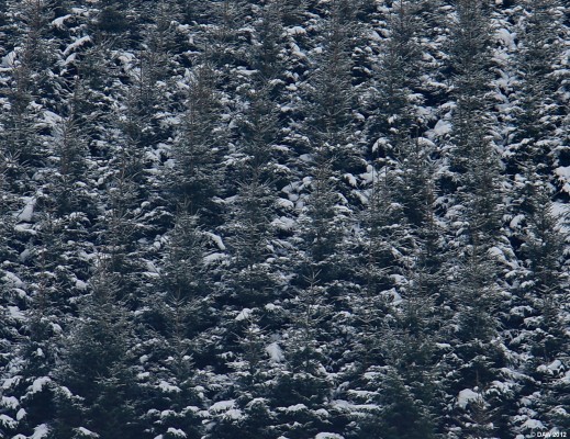 Can't see the wood for the trees
Neilston Pad, winter 2010. [url=http://www.streetmap.co.uk/map.srf?X=246947&Y=655050&A=Y&Z=115/] Map location. [/url]
