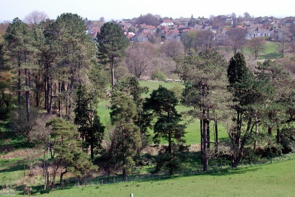 Over looking Neilston from the west
The connifers in the foreground are what remains of the formal plantings in the old grounds of Cowden Hall.  The Spire of St. Thomas's can be seen on the horizon and also that of Neilston Parish Church hidden behind trees.  [http://www.streetmap.co.uk/streetmap.dll?G2M?X=246660&Y=656875&A=Y&Z=3/]Map location[/url]
