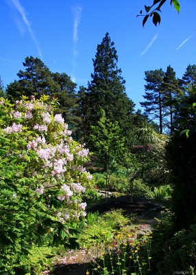 Parallel lines, Arduaine Gardens
Parallel lines mark a clear blue sky over [url=http://www.nts.org.uk/Property/Arduaine-Garden/] Arduaine Gardens [/url] in Argyll & Bute on the west coast of Scotland.
