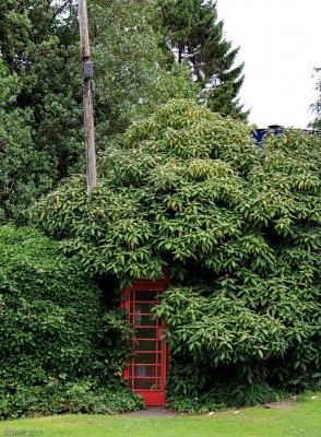 Hidden Phone Box, Kenmore
[url=http://www.streetmap.co.uk/map.srf?X=277211&Y=745465&A=Y&Z=115/] Map location. [/url]
