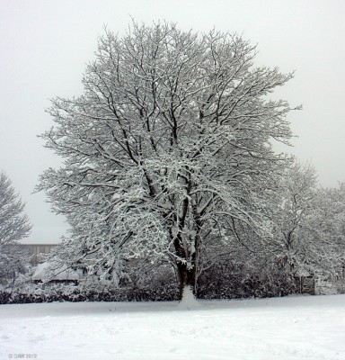 Pig Square, Neilston
The big tree at Pig Square taken in February 2010. [url=http://www.streetmap.co.uk/map.srf?X=248030&Y=657244&A=Y&Z=115/] Map location. [/url]
