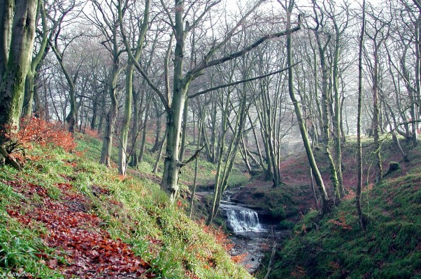 Pollick Glen, winter

