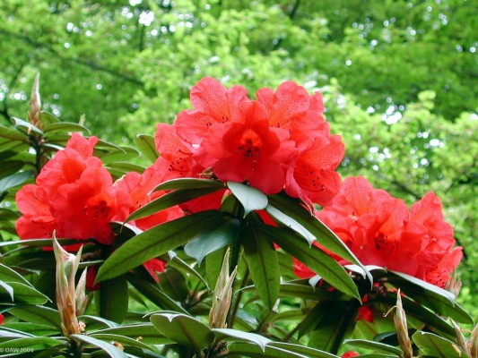 Rhoddedendron, Victoria Park, Glasgow
