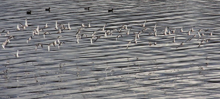 Redshank, near Bowling
A flock of Redshank near Dunglass Castle at Bowling on the Clyde. [url=http://www.streetmap.co.uk/map.srf?X=220135&Y=661135&A=Y&Z=115/] Map location. [/url]
