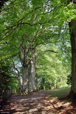 Rouken Glen Park
One of Scotland's largest public parks covering some 230 acres.  It was donated to the City of Glasgow in 1906, it has a large pond, walled gardens and has a natural glen and waterfalls running through it.
