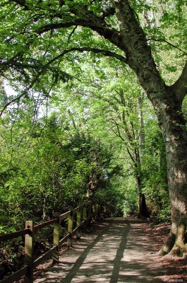 Rouken Glen
One of the walks along the Glen at Rouken Glen Park, it looks its best in spring when this photo was taken and the trees are just producing fresh leaves.
