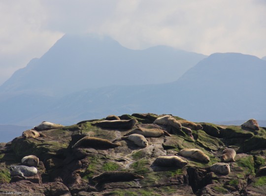 Seals, Loch Torridon
