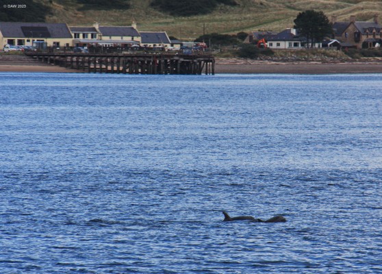 Spot the Dolphins, Cromarty
[url=http://streetmap.co.uk/map?X=278830&Y=867760&A=Y&Z=120/] Map location. [/url]
