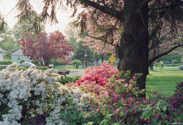 Spring colour in Horsham, PA 1989
This is the front yard of a house in the street behind The Days Inn in Horsham PA.  Americans don't much go in for flowers in their garden, more trees, grass and shrubs so this might be the most colourful time of year with the Azalea in the foreground and cherry blossom tree behind.

