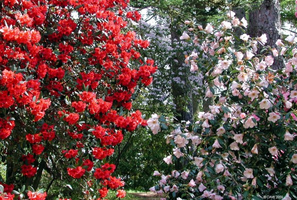 Spring colours at Crarae Gardens
A blaze of colour at Crarae gardens.  [url=http://www.streetmap.co.uk/map.srf?X=198282&Y=697720&A=Y&Z=115&ax=198400&ay=697638/] Map location. [/url]

