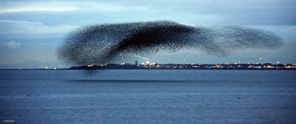 Starling Murmuration, Prestwick, 2018
Around the end of 2018 Starlings frequently formed a murmuration at the coast at Prestwick.   My camera at the time didn't really do justice to this as it wasn't very good at low light level shots.  [url=http://streetmap.co.uk/map?X=234627&Y=626406&A=Y&Z=120/] Map location. [/url]
