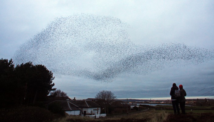 Starling Murmuration, Prestwick, 2018
Around the end of 2018 Starlings frequently formed a murmuration at the coast at Prestwick.   My camera at the time didn't really do justice to this as it wasn't very good at low light level shots.  [url=http://streetmap.co.uk/map?X=234627&Y=626406&A=Y&Z=120/] Map location. [/url]
