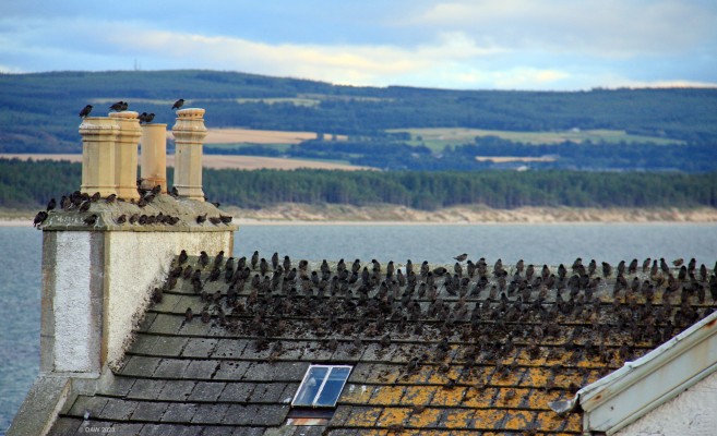 Starlings, Burghead, Moray
Looking over the harbour houses from the fort at Burghead, Roseisle beach is in the distance. [url=http://streetmap.co.uk/map?X=310872&Y=869102&A=Y&Z=115/] Map location. [/url]

