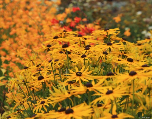 Summer colour, Rouken Glen Park walled garden

