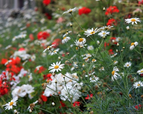 Drummond Castle Gardens
Summer border colour at Drummond Castle Garden.
