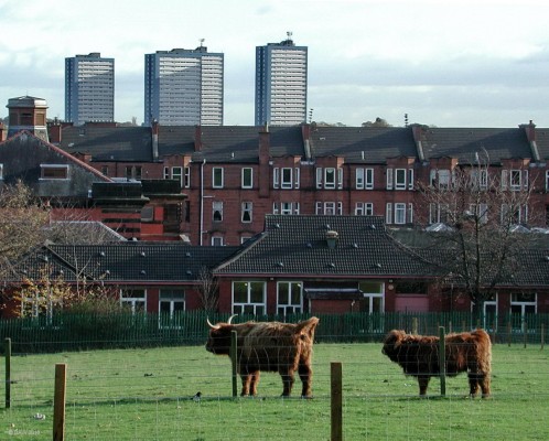 Only in Glasgow
Tower Blocks, Tenements and Highland Cattle.  The looking East in Tollcross Park.  [url=http://www.streetmap.co.uk/map.srf?X=263655&Y=664027&A=Y&Z=115/] Map location. [/url]
